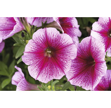 Petunie FloraSelf Petunia CAPELLA™ Serie 'Fuchsia Lace' Ø 12 cm Topf
