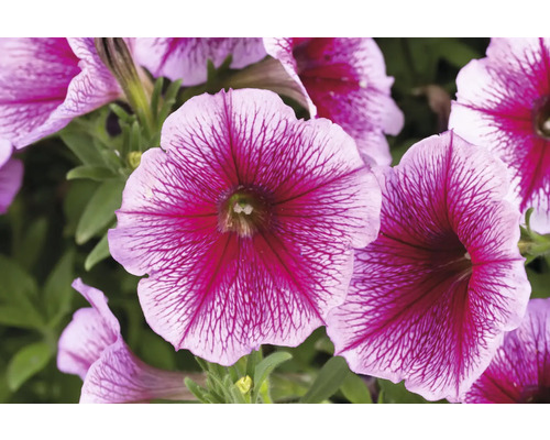 Nahaufnahme von Petunienblüten