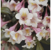 Nahaufnahme einer Weigelie mit zarten Blüten