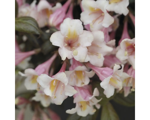 Nahaufnahme einer Weigelie mit zarten Blüten