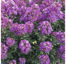 Blühender Lagerstroemia Strauch mit grünen Blättern