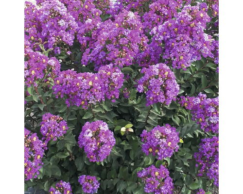 Blühender Lagerstroemia Strauch mit grünen Blättern