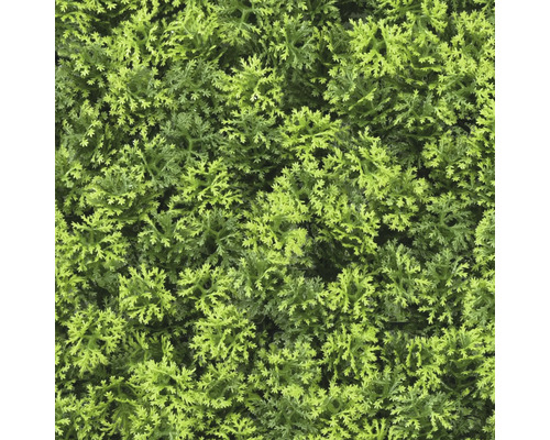 Nahaufnahme von künstlichem Grünzeug als Heckenpflanze