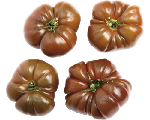 Bio Tomate FloraSelf Bio Lycopersicum esculentum var. esculentum 'Schwarze Krim' Ø 11 cm Topf Bio Tomate FloraSelf Bio Lycopersicum esculentum var. esculentum 'Schwarze Krim' Ø 11 cm Topf