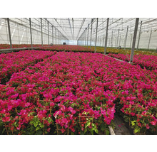 Drillingsblume Pyramide Mix FloraSelf Bougainvillea 'Dania' Mix H ca. 65 cm Ø 17 cm Topf zufällige Sortenauswahl