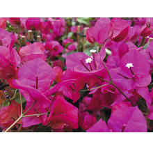 Drillingsblume Pyramide Mix FloraSelf Bougainvillea 'Dania' Mix H ca. 65 cm Ø 17 cm Topf zufällige Sortenauswahl