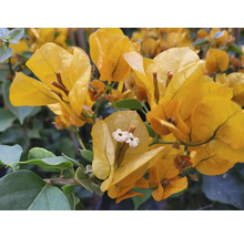 Drillingsblume Pyramide Mix FloraSelf Bougainvillea 'Dania' Mix H ca. 65 cm Ø 17 cm Topf zufällige Sortenauswahl