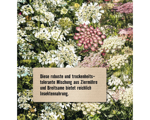 Blütenmischung aus Zierpflanzen und Breitblättrigem Weissklee zur Insektenernährung