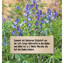 Lupine FloraSelf Blumensamen
