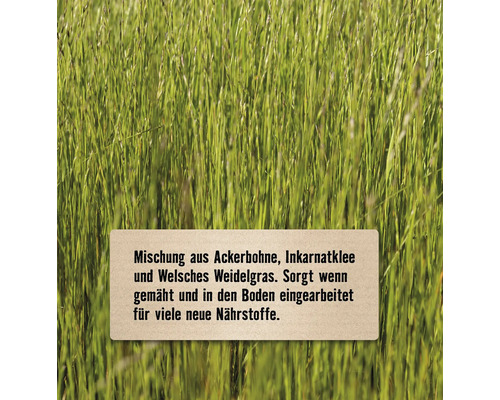 Mischung aus Ackerbohne, Inkarnatklee und Welschem Weidelgras im Feld