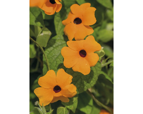 Orange Schwarzäugige Susanne Pyramide FloraSelf Thunbergia alata Gesamthöhe ca. 90 cm Ø 19 cm Topf Orange Schwarzäugige Susanne Pyramide FloraSelf Thunbergia alata Gesamthöhe ca. 90 cm Ø 19 cm Topf