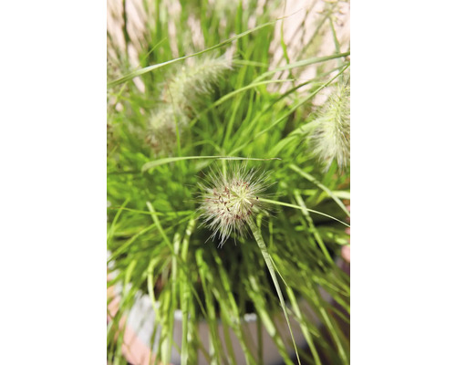 Lampenputzergras FloraSelf Pennisetum alopecuroides 'Hameln' H 5-30 cm T 14 cm L