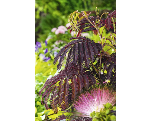Seidenbaum 'Summer Chocolate' FloraSelf Albizia julibrissin 'Summer Chocolate' Gesamthöhe ca. 40-60 cm Co 7,5 L, schokoladenbraun