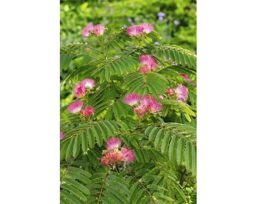 Seidenbaum 'Summer Chocolate' Stamm FloraSelf Albizia julibrissin 'Summer Chocolate' Stammhöhe 50-70 cm Gesamthöhe ca. 80-100 cm Co 7,5 L, schokoladenbraun Seidenbaum mit grünen Blättern und rosafarbenen Blüten