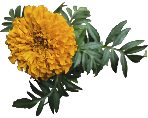 Tagetesblume mit Blättern