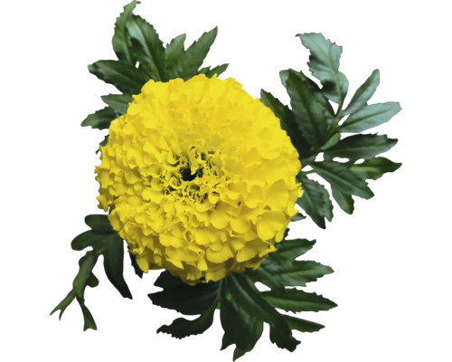 Gelbe Ringelblume mit grünen Blättern