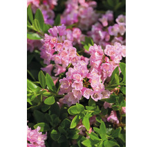 Nahaufnahme von Rhododendronblüten