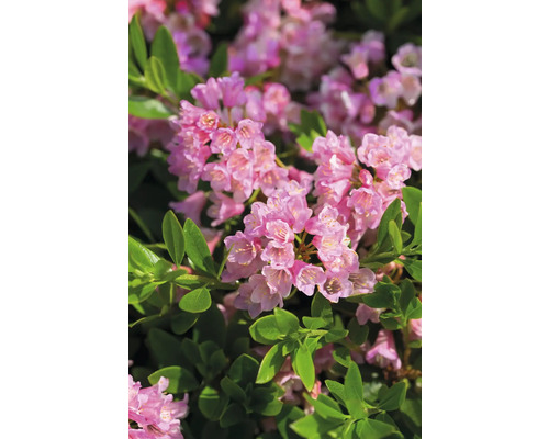 Buchsbaum Ersatz Zwerg-Rhododendron Bloombux® Magenta Rhododendron micranthum 'Bloombux'® H 5-10 cm Topf 11 cm Buchsbaum Ersatz Zwerg-Rhododendron Bloombux® Magenta Rhododendron micranthum 'Bloombux'® H 5-10 cm Topf 11 cm