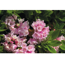 Nahaufnahme von rosa blühendem Rhododendron mit grünen Blättern