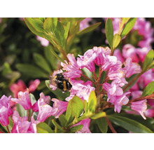 Nahaufnahme von rosa Rhododendronblüten mit einer Hummel.