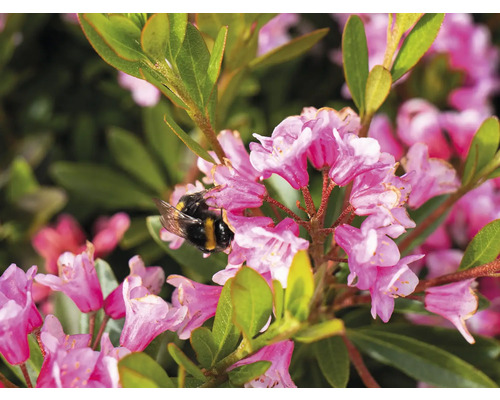 Nahaufnahme von rosa Rhododendronblüten mit einer Hummel.
