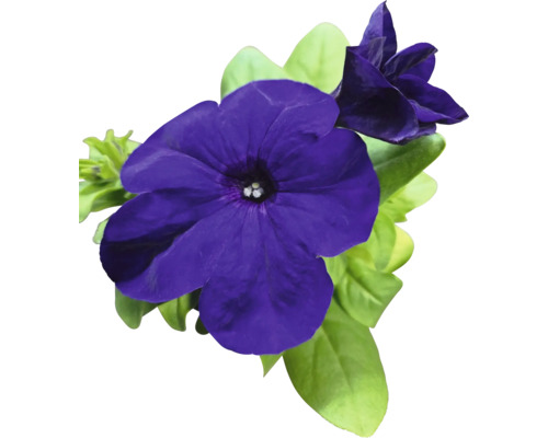 Nahaufnahme von lila Petunienblüten mit grünen Blättern