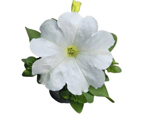 Weiße Petunie mit grünen Blättern