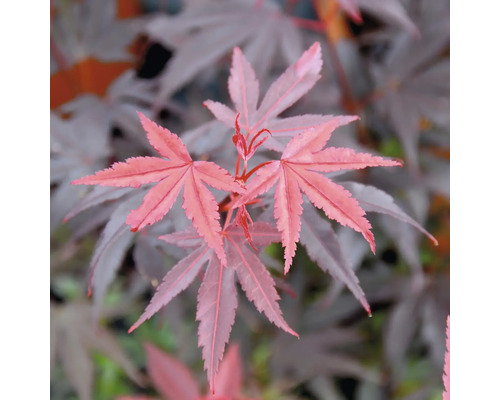 Nahaufnahme von Ahornblättern