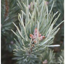 Strauch-Wald-Kiefer Pinus sylvestris 'Watereri' H 80-100 cm Co 35 L