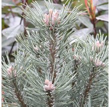Zwerg-Kegel-Kiefer Pinus mugo 'Columnaris' H 80-100 cm Co 35 L