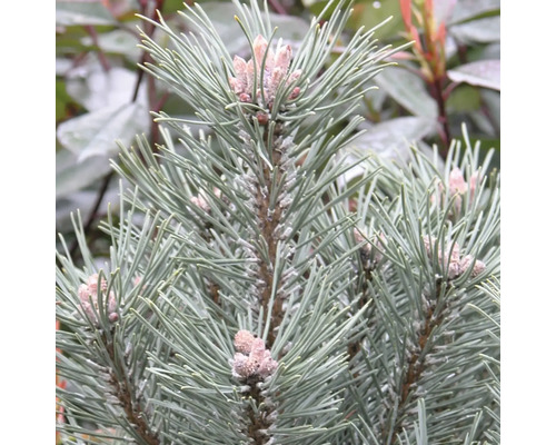 Zwerg-Kegel-Kiefer Pinus mugo 'Columnaris' H 80-100 cm Co 35 L
