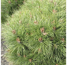 Schwarzkiefer Pinus nigra 'Bambino' H 40 cm Co 35 L