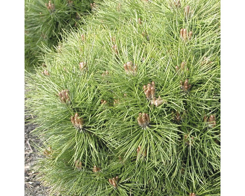 Schwarzkiefer Pinus nigra 'Bambino' H 40 cm Co 35 L