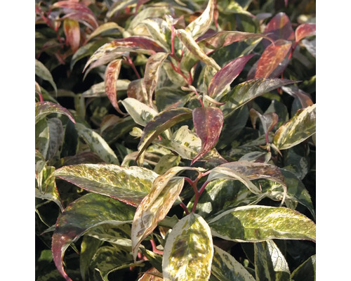 Immergrüne Glanzmispel mit mehrfarbigen Blättern