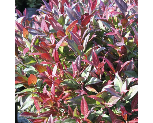 Immergrüner Zierstrauch mit roten und grünen Blättern