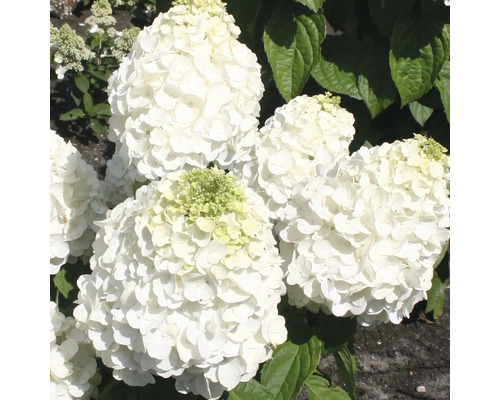 Rispenhortensie FloraSelf Hydrangea paniculata 'Magical Mont Blanc' ® H 50-60 cm Co 5 L Nahaufnahme von weißen Hortensienblüten im Garten.