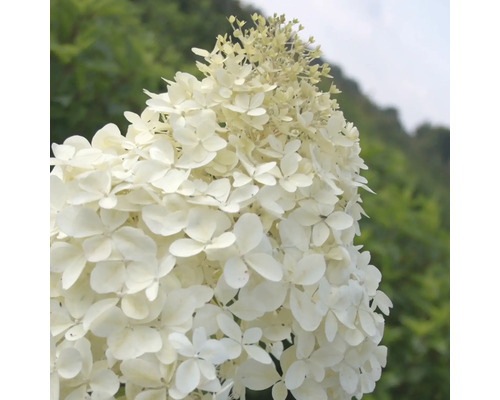 Nahaufnahme einer weißen Hortensienblüte
