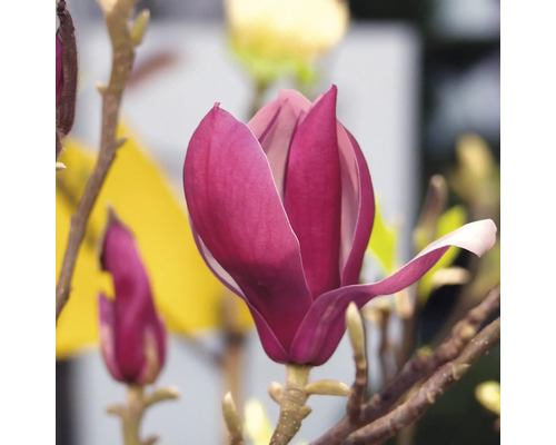 Nahaufnahme einer purpurroten Magnolienblüte