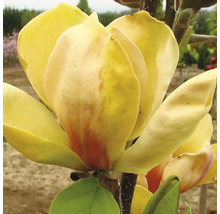 Gelbe Magnolie FloraSelf Magnolia 'Sunsation' H 100-125 cm Co 10 L