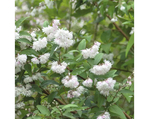 Deutzie Pflanze mit weißen Blüten und grünen Blättern.