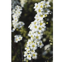 Blütenstand mit weissen Spiraea-Blüten