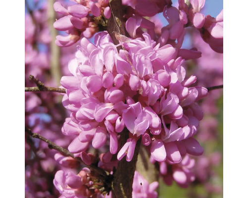 Chinesischer Judasbaum FloraSelf Cercis chinensis "Don Egolf" Halbstamm 40 cm H ca. 70-80 cm Co 6 L