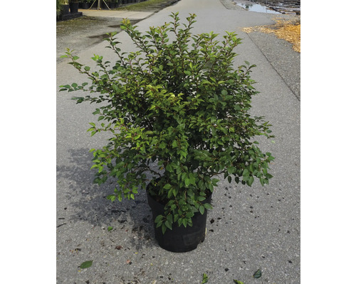 Strauch im Topf mit grünen Blättern für den Garten