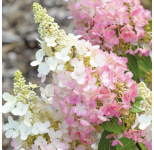 Rispenhortensie FloraSelf Hydrangea paniculata 'Pinky Winky' Halbstamm 125 cm H 150-175 cm Co 18 L
