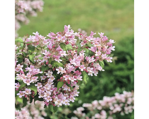 Blühender Zierstrauch mit Blüten