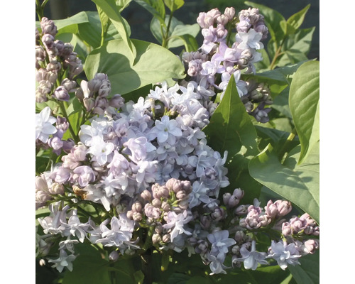 Edelflieder FloraSelf Syringa vulgaris 'Nadezhda' H 40-60 cm Co 3 L, gefüllte, duftende Blüte