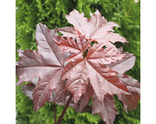 Blut-Ahorn 'Crimson Sentry' XXL FloraSelf Halbstamm Acer platanoides 'Crimson Sentry' Co 18L