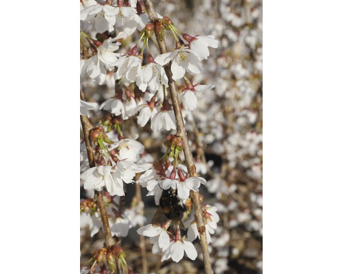 Blühender Zierkirschbaum mit einer Hummel