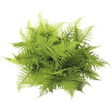 Asparagus Farn Pflanze