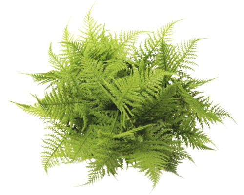 Asparagus Farn Pflanze